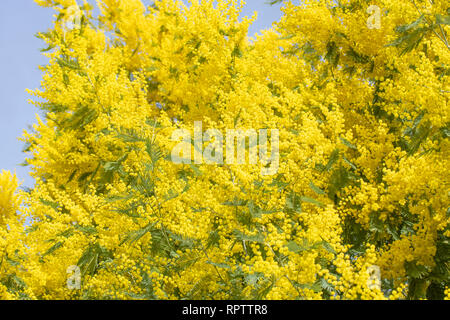 Blooming live RAMI DI MIMOSA su un albero nel parco. In una giornata di sole. Foto Stock
