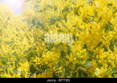 Blooming live RAMI DI MIMOSA su un albero nel parco. In una giornata di sole. Foto Stock