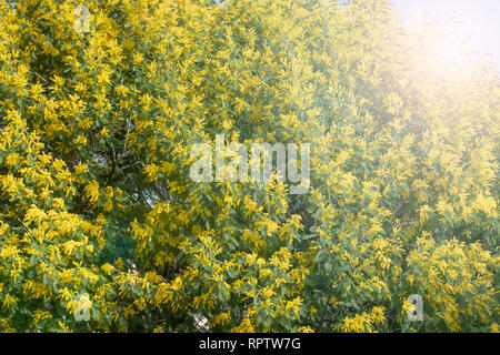 Blooming live RAMI DI MIMOSA su un albero nel parco. In una giornata di sole. Foto Stock