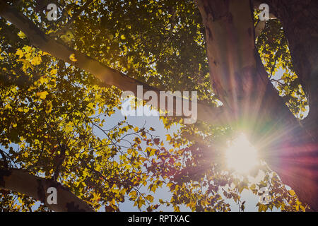 Sole splende luminoso e colorato attraverso i rami di un albero di acero Foto Stock