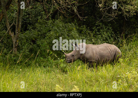 Un rinoceronte bianco (Ceratotherium simum) pascolano in tra i lunghi di erba a Ziwa Rhino Sanctuary in Uganda Foto Stock