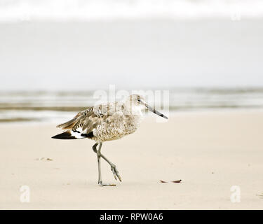 Willet (Catoptrophorus semipalmatus) passeggiate sulla spiaggia, Playa del Rey, CA, Stati Uniti d'America. Foto Stock