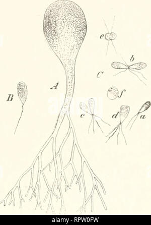 . Allgemeine Biologie. La citologia e istologia. Die Erscheinungen und das Wesen der Befruchtung. 309 schieden worden (Ulothrix, Bryopsis, Botrydium, Acetabularia ecc.). Bei anderen Arten dagegen bilden sich Geschlechtsdifferenzen heraus, welche uns männliche und weibliche Gameten zu unterscheiden gestatten. Im Falle ersteren redet man von einer isogamen oogainen Befruchtung. Als Beispiel isogamer Befruch- tung kann uns Botrydium (Fig. 268) und Ulothrix (Fig. 269) dienen. Wenn man in einem Wassertropfen die Schwärmer kleinen aus verschiedenen Zuchten zusammenbringt und mit miglior Ver- größerung essere Foto Stock