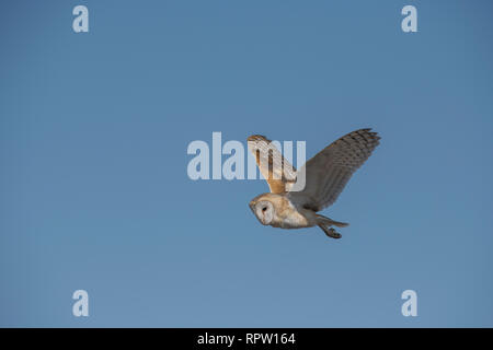 Il barbagianni in volo Foto Stock