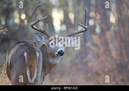Culbianco cervi - una grande buck antlered guarda indietro sopra la sua spalla in un bosco di latifoglie, Foto Stock