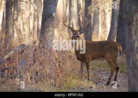 Classe trofeo culbianco Deer buck maestosamente permanente in un bosco di latifoglie, alla prima luce Foto Stock