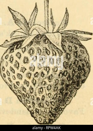 . Allen catalogo descrittivo della scelta di piante di fragola : cresciuti e in vendita da W. F. Allen, Jr. Vivai (orticoltura) Maryland Salisbury cataloghi; vivaio Maryland Salisbury cataloghi; Fragole Maryland Salisbury cataloghi. Ananas è uno del più sano crescente varietà in coltura ma il frutto non è redditizio per il mercato. È di grandi dimensioni e molto raffinato sapore, adatto per la famiglia giardino ma troppo morbido per la spedizione. Acme è una varietà di vigorosa crescita sana e matura all'inizio. Buona la qualità. In Alabama è un grande favorito con alcuni è molto fine e di qualità Foto Stock