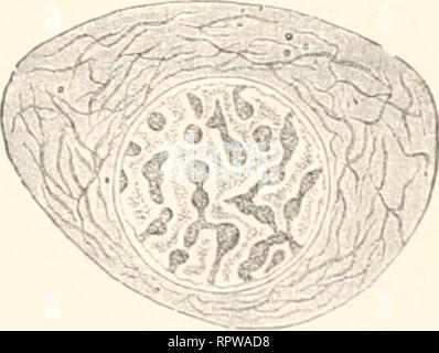 . Allgemeine Biologie. La citologia e istologia. Die chemisch-physikalischen u. morphologischen Eigenschaften der Zelle. 23 Netz- oder Wabenstruktur vorliege, sich nicht treffen lasse (III 1892, p. 14 tecnologia Hatschek fl8- filarmasse. (Mitom und Paramitom.) Welche essere-. Si prega di notare che queste immagini vengono estratte dalla pagina sottoposta a scansione di immagini che possono essere state migliorate digitalmente per la leggibilità - Colorazione e aspetto di queste illustrazioni potrebbero non perfettamente assomigliano al lavoro originale. Hertwig, Oscar, 1849-1922; Hertwig, Oscar, 1849-1922. Jena, G. Fischer Foto Stock