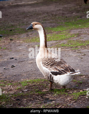 Una Grey Goose sorge sul terreno nel villaggio Foto Stock