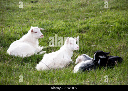 Tre piccoli capra giacente su erba verde Foto Stock