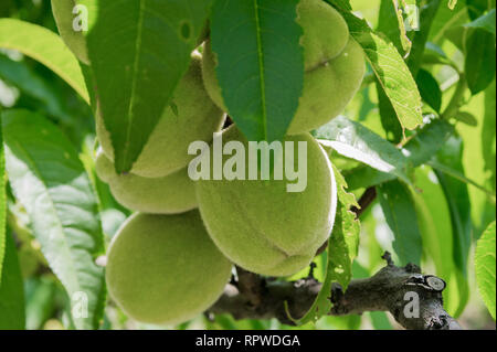 Acerbi pesche su un close-up branch Foto Stock