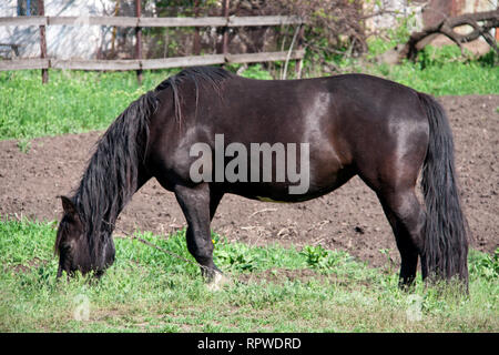 Cavallo nero di pascolare su un prato nel villaggio Foto Stock