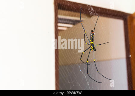 Big spider tessitura di un web nella giungla. Spider 'nephila pilipes' Foto Stock