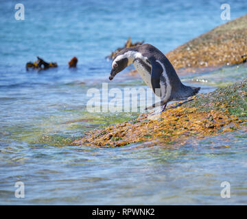 Solitario pinguino africano sempre pronto a tuffarsi in acqua dell'oceano da un masso. Foto Stock