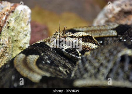 Rhinoceros Viper Foto Stock