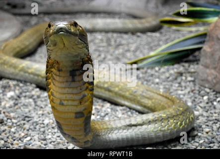 King Cobra Foto Stock