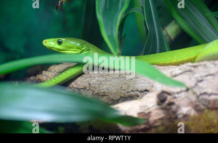 East African Green Mamba Foto Stock