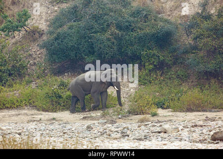 Indiano o Elefante asiatico (Elephas maximus indicus​). Lone bull o maschio. Un recognizable​ singoli a causa della perdita della sua coda. Parco di cittadino di Corbett. India. Foto Stock