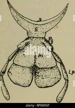 . Erba medica, cavallette, api: il loro rapporto. Erba medica. [Dal vecchio catalogo]; Cavallette. [Dal vecchio catalogo]; le api. [Dal vecchio catalogo]. Cavallette IN GENERALE. 41. Si prega di notare che queste immagini vengono estratte dalla pagina sottoposta a scansione di immagini che possono essere state migliorate digitalmente per la leggibilità - Colorazione e aspetto di queste illustrazioni potrebbero non perfettamente assomigliano al lavoro originale. Hunter, Samuel Giovanni, 1866- [dal vecchio catalogo]; Duff, A. H. [dal vecchio catalogo]. Topeka, Kan. , Premere il tasto di stato della stampante Foto Stock