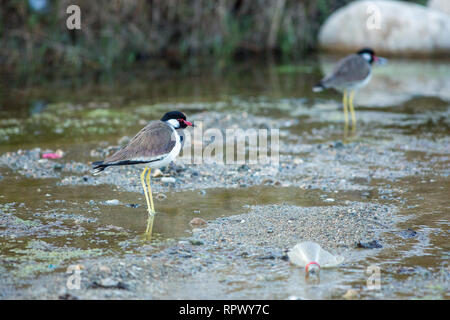 Rosso-wattled Pavoncella o rosso-wattled Plover (Vanellus indicus). Rovistando tra discarded​ umana cucciolata, distribuiti in un flusso di acqua dolce. Diffusa residente, Foto Stock