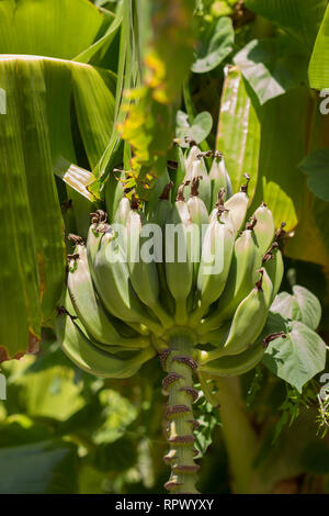 Wild acerbi banane verdi, appeso sulla banana tree Foto Stock