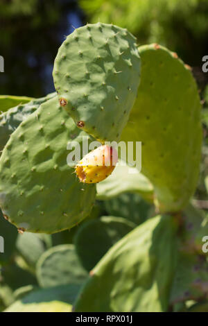 Ficodindia frutto - Frutti di cactus Foto Stock