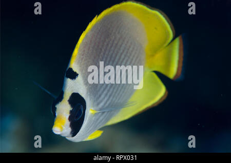 Pesce farfalla Panda, Chaetodon adiergastos, sito di immersione Romeo, Isola Wayil, Misool, Raja Ampat, Papua Occidentale, Indonesia Foto Stock