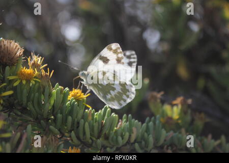 Vasca da bagno bianco (Pontia daplidice), visitando garrigue vegetazione vicino Marfa, Malta Foto Stock