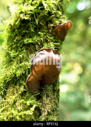 Giudeo l orecchio fungo noto anche come Jelly orecchio fungo, Auricularia padiglione auricolare judae Foto Stock