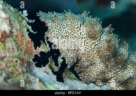 Graeff's Sea Cucumber, Bohadschia graeffei, alimentazione, prima colazione immersione sito Farondii Island, Misool, Raja Ampat, Papua occidentale, Indonesia Foto Stock