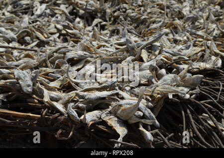 Zone di trasformazione per la produzione tradizionale di sole-essiccati, brasati e salate alacce (Kejax pesce essiccati) nei pressi di Mbour, Senegal Foto Stock