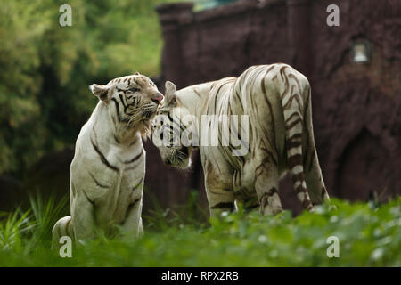 Due le tigri del Bengala, Indonesia Foto Stock