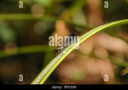 Libellula su una foglia, Indonesia Foto Stock