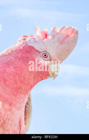 Ritratto di una rosa-breasted cockatoo, Australia Foto Stock