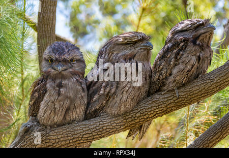 Tre Bruno Frogmouth uccelli (Podargus strigoides) seduto in un albero, Perth, Australia occidentale, Australia Foto Stock