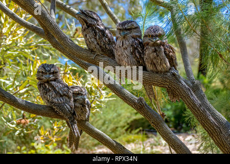 Bruno Frogmouth uccelli (Podargus strigoides) seduto in un albero, Perth, Australia occidentale, Australia Foto Stock