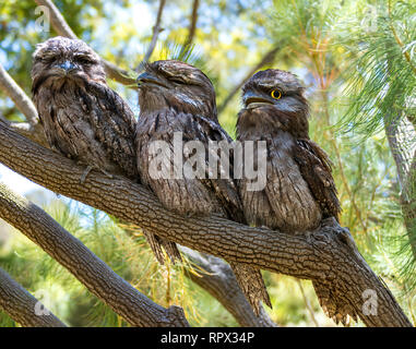 Tre Bruno Frogmouth uccelli (Podargus strigoides) seduto in un albero, Perth, Australia occidentale, Australia Foto Stock