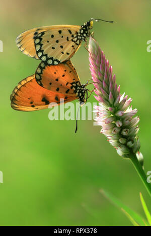Due farfalle su un fiore, Indonesia Foto Stock