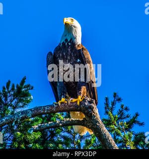 Aquila calva di atterraggio su un ramo, British Columbia, Canada Foto Stock