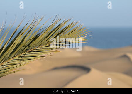 Gran canaria Foto Stock