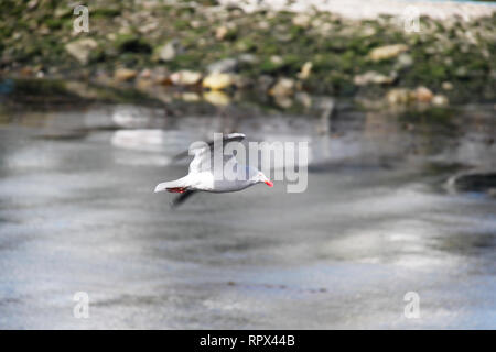 Dolphin gabbiano (Leucophaeus scoresbii) in volo, Ushuaia, Tierra del Fuego, Argentina Foto Stock