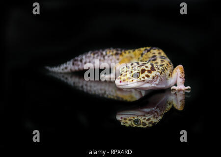 Ritratto di un leopard gecko, Indonesia Foto Stock