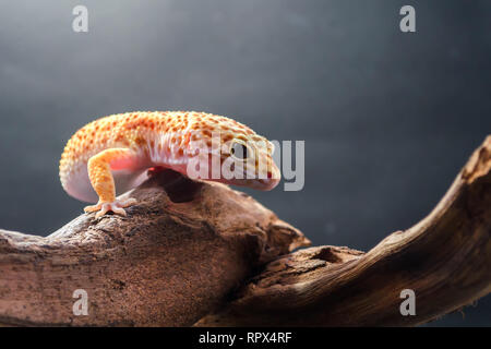 Leopard gecko su un pezzo di legno, Indonesia Foto Stock