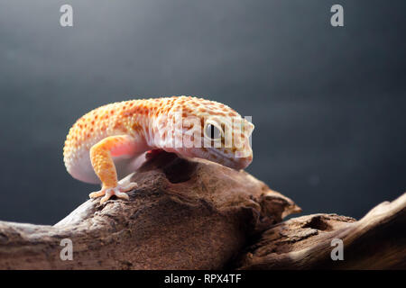 Leopard gecko su un pezzo di legno, Indonesia Foto Stock