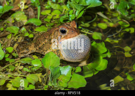 Zoologia / animali, di anfibio (anfibi), un maschio di rospo americano (Bufo americanus) con vocal sac gonfiare, Additional-Rights-Clearance-Info-Not-Available Foto Stock