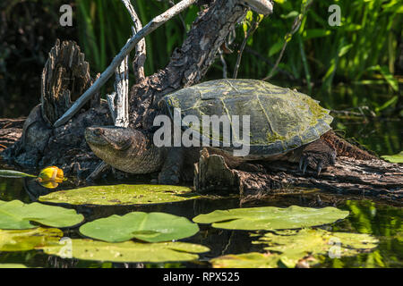 Zoologia / Animali, rettili (reptilia), Comune Tartaruga Snapping (Chelydra serpentina) crogiolarsi su un registro i, Additional-Rights-Clearance-Info-Not-Available Foto Stock