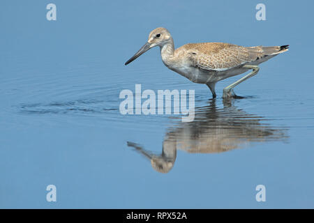 Zoologia / animali, uccelli / bird (aves), Willet (Catoptrophorus semipalmatus) fase occidentale trampolieri, passante Additional-Rights-Clearance-Info-Not-Available Foto Stock