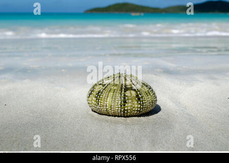 Zoologia / animali, echinodermi, ricci di mare, s, attenzione! Per Greetingcard-Use / Postcard-Use nei Paesi di lingua tedesca talune restrizioni possono applicare Foto Stock