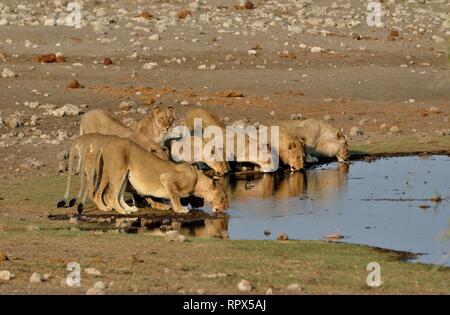 Zoologia, mammifero (mammalia), Lion (Panthera Leo) sul waterhole Chudop, il Parco Nazionale di Etosha, Namibia, Additional-Rights-Clearance-Info-Not-Available Foto Stock