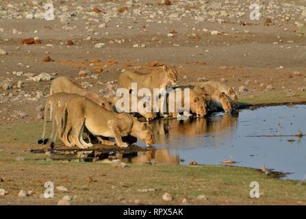 Zoologia, mammifero (mammalia), Lion (Panthera Leo) sul waterhole Chudop, il Parco Nazionale di Etosha, Namibia, Additional-Rights-Clearance-Info-Not-Available Foto Stock